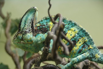 Image showing green and yellow cameleon