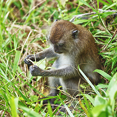 Image showing Macaque Monkey