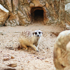 Image showing Meerkat