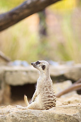 Image showing Meerkat