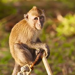 Image showing Macaque Monkey