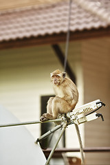 Image showing Macaque Monkey