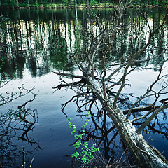 Image showing Dead Tree in Lake