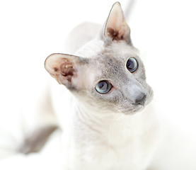 Image showing Playing Hairless Cat