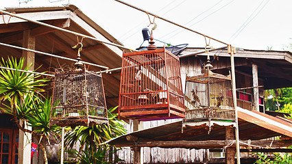 Image showing Birds in a Cages