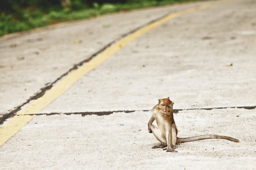 Image showing Macaque Monkey