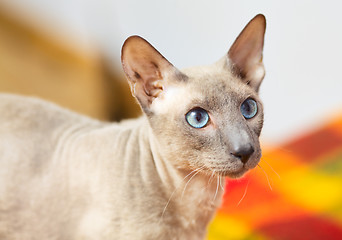 Image showing Hairless Cat