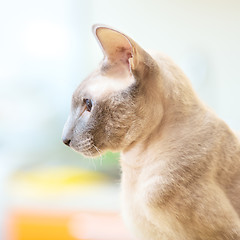 Image showing Hairless Cat