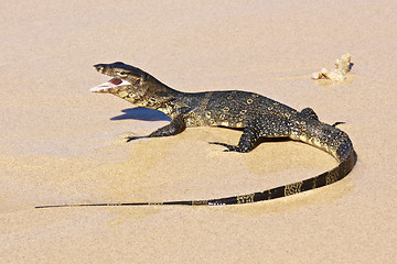 Image showing wild young water monitor