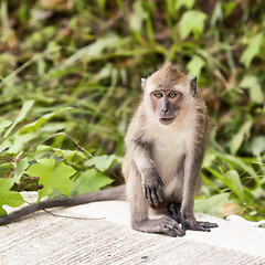 Image showing Macaque Monkey