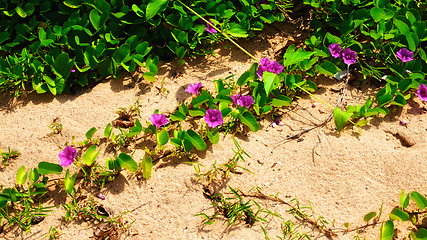 Image showing Flowers on a Beach