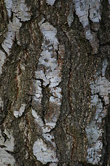 Image showing macro-tree