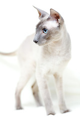 Image showing Hairless Cat