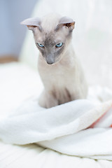 Image showing Hairless Cat