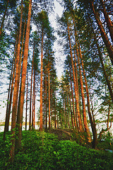 Image showing Pine Forest