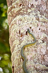 Image showing Snake on the Tree