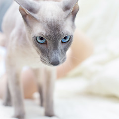 Image showing Hairless Cat