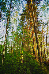 Image showing Pine Forest