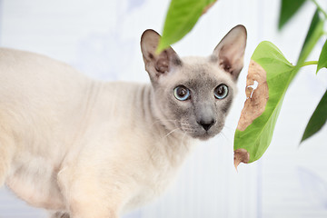 Image showing Hairless Cat