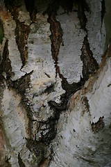 Image showing macro-tree