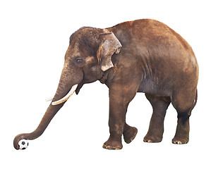 Image showing Elephant With Soccer Ball