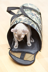 Image showing Hairless Cat in Carrier