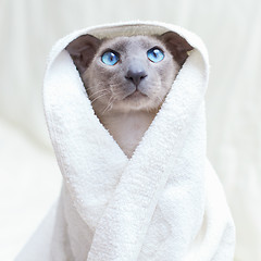 Image showing Hairless Cat in Towel