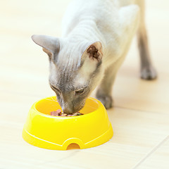 Image showing Hairless Cat Eating