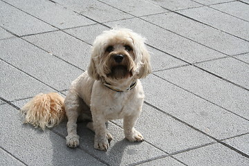 Image showing Cute little dog