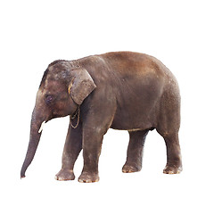 Image showing Indian Elephant