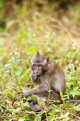 Image showing Macaque Monkey