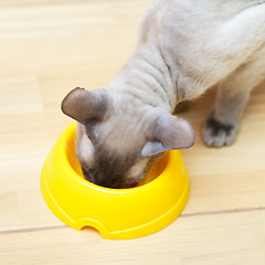 Image showing Hairless Cat Eating