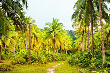 Image showing Road in Jungle