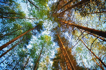 Image showing Pine Forest