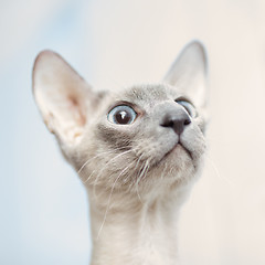 Image showing Hairless Cat