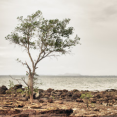 Image showing Rocky Shore