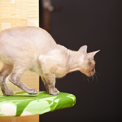 Image showing Hairless Cat