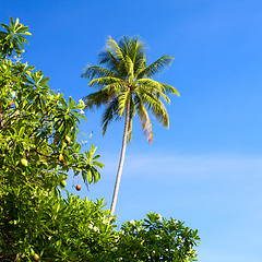 Image showing Thailand Nature