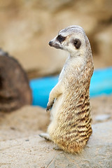 Image showing Meerkat