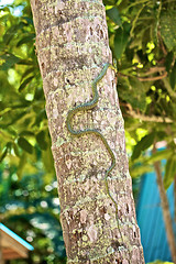 Image showing Snake on the Tree