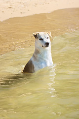 Image showing Labrador Sitting in Sea