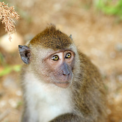 Image showing Macaque Monkey