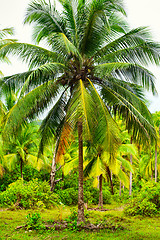 Image showing Tropic Jungle