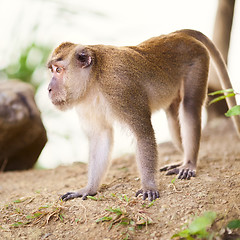 Image showing Macaque Monkey