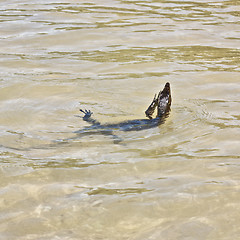 Image showing wild young water monitor