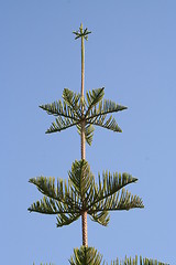 Image showing The top of a beautiful green tree