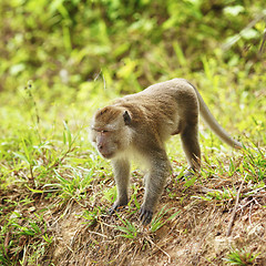 Image showing Macaque Monkey