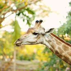 Image showing Giraffe Head