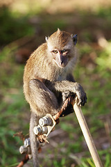 Image showing Macaque Monkey