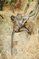 Image showing Macaque Monkey